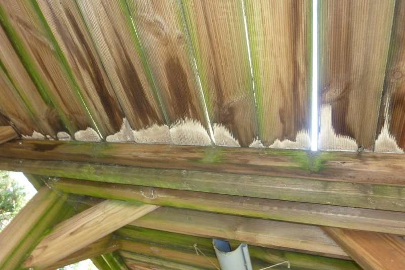 BAU.DE / BAU-Forum: 3. Bild zu Frage "Pilzbefall im Spielhaus: Ursachen, Gefahren & Sanierung bei Kesseldruckimprägnierung?" im BAU-Forum "Holzbau" BAU.DE / BAU-Forum: 3. Bild zu Frage "Pilzbefall im Spielhaus: Ursachen, Gefahren & Sanierung bei Kesseldruckimprägnierung?" im BAU-Forum "Holzbau"