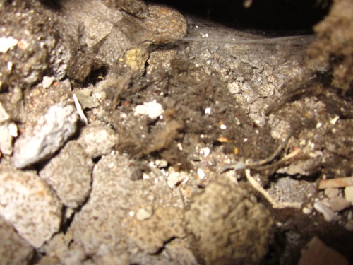 BAU.DE / BAU-Forum: 3. Bild zu Frage "Schwamm oder Pilz im Haus erkennen: Ursachen, Gefahren & Maßnahmen?" im BAU-Forum "Holzschutz, Holzschäden, Holzsanierung" BAU.DE / BAU-Forum: 3. Bild zu Frage "Schwamm oder Pilz im Haus erkennen: Ursachen, Gefahren & Maßnahmen?" im BAU-Forum "Holzschutz, Holzschäden, Holzsanierung"