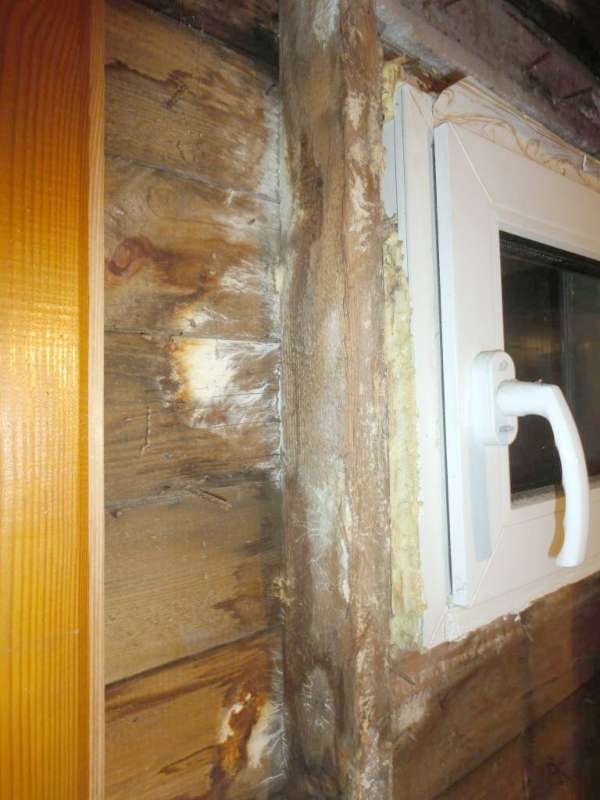 BAU.DE / BAU-Forum: 3. Bild zu Frage "Feuchteschaden im Holzhaus: Pilzarten erkennen, beseitigen & Ursachen beheben?" im BAU-Forum "Holzschutz, Holzschäden, Holzsanierung" BAU.DE / BAU-Forum: 3. Bild zu Frage "Feuchteschaden im Holzhaus: Pilzarten erkennen, beseitigen & Ursachen beheben?" im BAU-Forum "Holzschutz, Holzschäden, Holzsanierung"