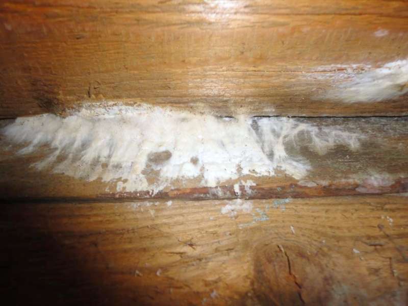 BAU.DE / BAU-Forum: 5. Bild zu Frage "Feuchteschaden im Holzhaus: Pilzarten erkennen, beseitigen & Ursachen beheben?" im BAU-Forum "Holzschutz, Holzschäden, Holzsanierung" BAU.DE / BAU-Forum: 5. Bild zu Frage "Feuchteschaden im Holzhaus: Pilzarten erkennen, beseitigen & Ursachen beheben?" im BAU-Forum "Holzschutz, Holzschäden, Holzsanierung"