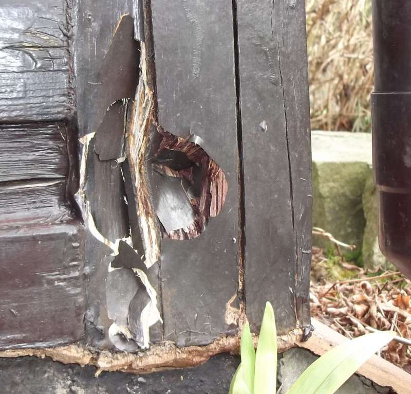 BAU.DE / BAU-Forum: 2. Bild zu Frage "Holzschaden im Wintergarten: Ursachen erkennen, bekämpfen & Bausubstanz sichern" im BAU-Forum "Holzschutz, Holzschäden, Holzsanierung" BAU.DE / BAU-Forum: 2. Bild zu Frage "Holzschaden im Wintergarten: Ursachen erkennen, bekämpfen & Bausubstanz sichern" im BAU-Forum "Holzschutz, Holzschäden, Holzsanierung"