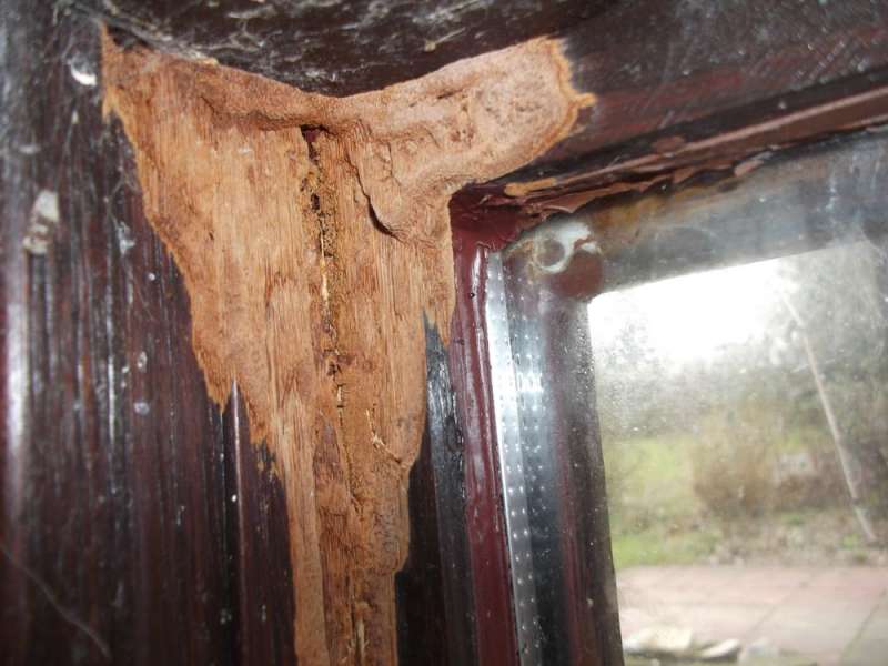 BAU.DE / BAU-Forum: 1. Bild zu Antwort "Pilzbefall im Wintergarten – Erste Anzeichen auf Detailfotos" auf die Frage "Holzschaden im Wintergarten: Ursachen erkennen, bekämpfen & Bausubstanz sichern" im BAU-Forum "Holzschutz, Holzschäden, Holzsanierung" BAU.DE / BAU-Forum: 1. Bild zu Antwort "Pilzbefall im Wintergarten – Erste Anzeichen auf Detailfotos" auf die Frage "Holzschaden im Wintergarten: Ursachen erkennen, bekämpfen & Bausubstanz sichern" im BAU-Forum "Holzschutz, Holzschäden, Holzsanierung"
