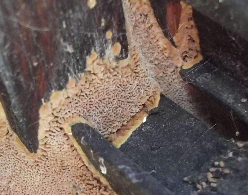 BAU.DE / BAU-Forum: 1. Bild zu Antwort "Detailaufnahme – Holzstruktur zeigt Schadensbild im Fokus" auf die Frage "Holzschaden im Wintergarten: Ursachen erkennen, bekämpfen & Bausubstanz sichern" im BAU-Forum "Holzschutz, Holzschäden, Holzsanierung" BAU.DE / BAU-Forum: 1. Bild zu Antwort "Detailaufnahme – Holzstruktur zeigt Schadensbild im Fokus" auf die Frage "Holzschaden im Wintergarten: Ursachen erkennen, bekämpfen & Bausubstanz sichern" im BAU-Forum "Holzschutz, Holzschäden, Holzsanierung"