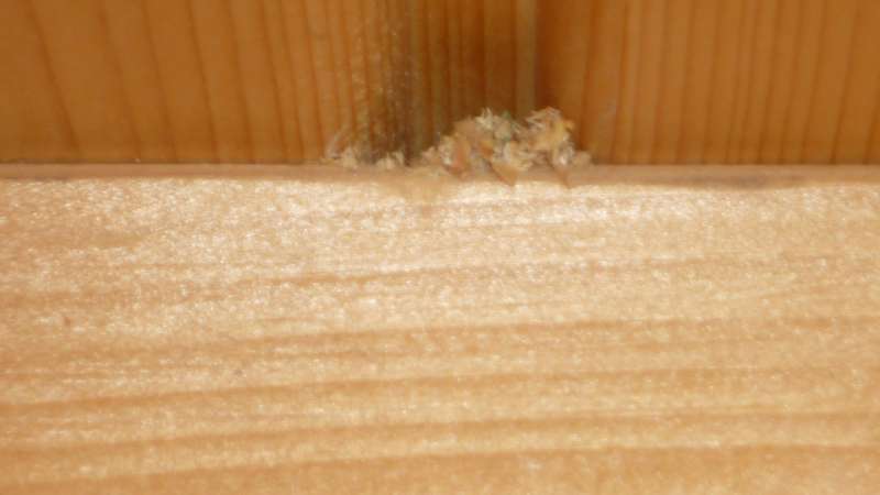 BAU.DE / BAU-Forum: 2. Bild zu Antwort "Holzbalkendecke: Neue Späne – Ursache unklar!" auf die Frage "Holzbalkendecke beschädigt: Ursachen für Holzspäne, Schädlingsbefall & Sanierung?" im BAU-Forum "Holzschutz, Holzschäden, Holzsanierung" BAU.DE / BAU-Forum: 2. Bild zu Antwort "Holzbalkendecke: Neue Späne – Ursache unklar!" auf die Frage "Holzbalkendecke beschädigt: Ursachen für Holzspäne, Schädlingsbefall & Sanierung?" im BAU-Forum "Holzschutz, Holzschäden, Holzsanierung"