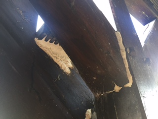 BAU.DE / BAU-Forum: 3. Bild zu Frage "Weißer Pilz/Schwamm auf Lärchenholztreppe mit Bankirai: Ursachen, Gefahren & Sanierung?" im BAU-Forum "Holzschutz, Holzschäden, Holzsanierung" BAU.DE / BAU-Forum: 3. Bild zu Frage "Weißer Pilz/Schwamm auf Lärchenholztreppe mit Bankirai: Ursachen, Gefahren & Sanierung?" im BAU-Forum "Holzschutz, Holzschäden, Holzsanierung"