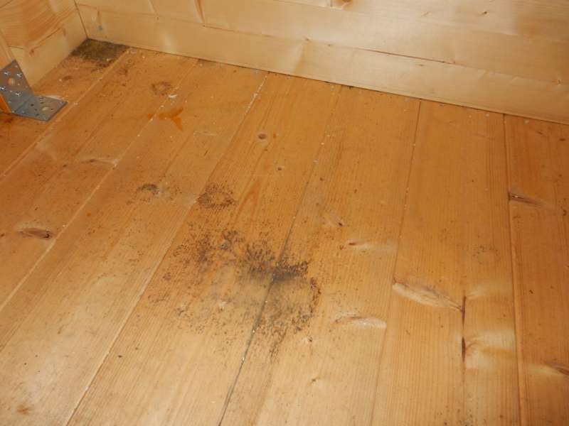 BAU.DE / BAU-Forum: 5. Bild zu Frage "Bläuepilz auf Fichtenholz: Ursachen, Vorbeugung & Sanierung nach kurzer Zeit?" im BAU-Forum "Holzschutz, Holzschäden, Holzsanierung" BAU.DE / BAU-Forum: 5. Bild zu Frage "Bläuepilz auf Fichtenholz: Ursachen, Vorbeugung & Sanierung nach kurzer Zeit?" im BAU-Forum "Holzschutz, Holzschäden, Holzsanierung"