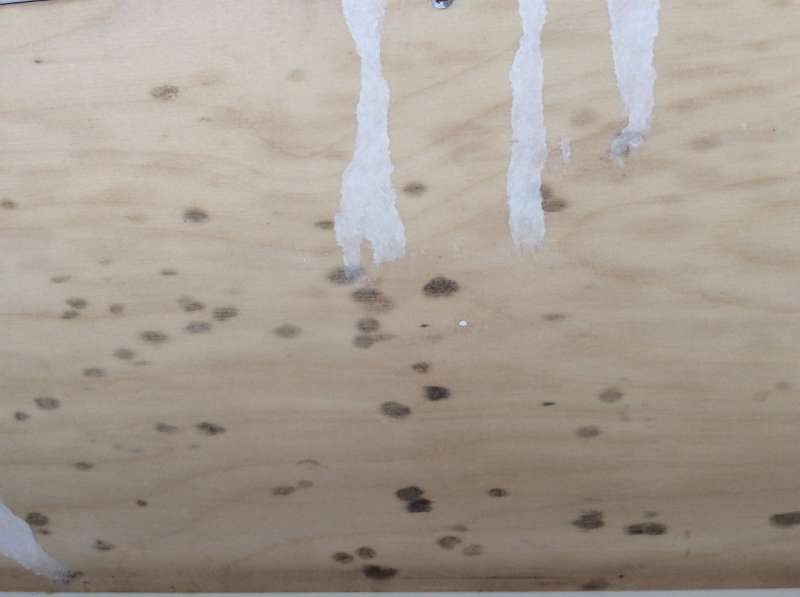 BAU.DE / BAU-Forum: 1. Bild zu Frage "Schimmel im Rolladenkasten: Ursachen erkennen & richtig entfernen? Maßnahmen für Holz & Wand" im BAU-Forum "Holzschutz, Holzschäden, Holzsanierung" BAU.DE / BAU-Forum: 1. Bild zu Frage "Schimmel im Rolladenkasten: Ursachen erkennen & richtig entfernen? Maßnahmen für Holz & Wand" im BAU-Forum "Holzschutz, Holzschäden, Holzsanierung"