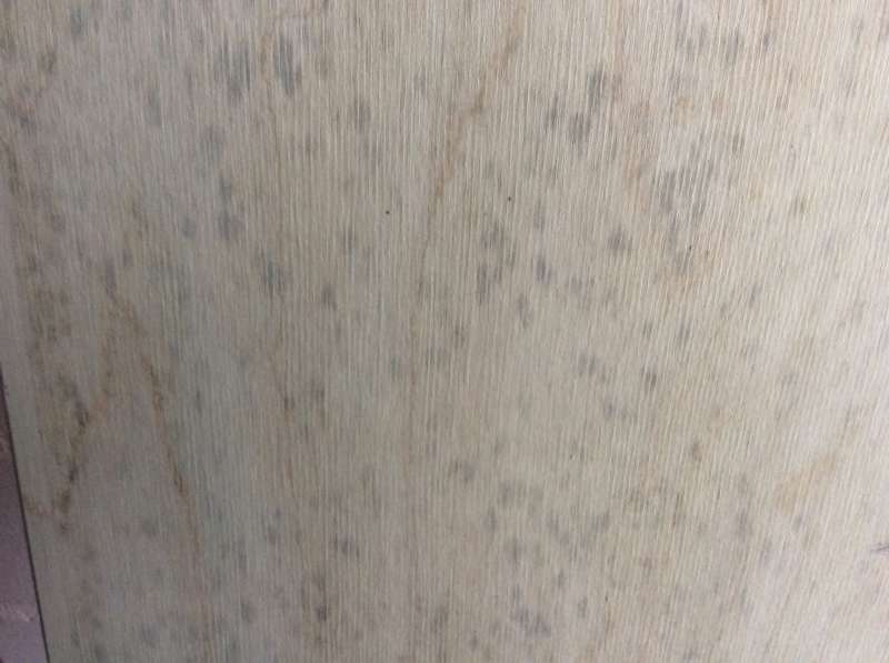 BAU.DE / BAU-Forum: 2. Bild zu Frage "Schimmel im Rolladenkasten: Ursachen erkennen & richtig entfernen? Maßnahmen für Holz & Wand" im BAU-Forum "Holzschutz, Holzschäden, Holzsanierung" BAU.DE / BAU-Forum: 2. Bild zu Frage "Schimmel im Rolladenkasten: Ursachen erkennen & richtig entfernen? Maßnahmen für Holz & Wand" im BAU-Forum "Holzschutz, Holzschäden, Holzsanierung"