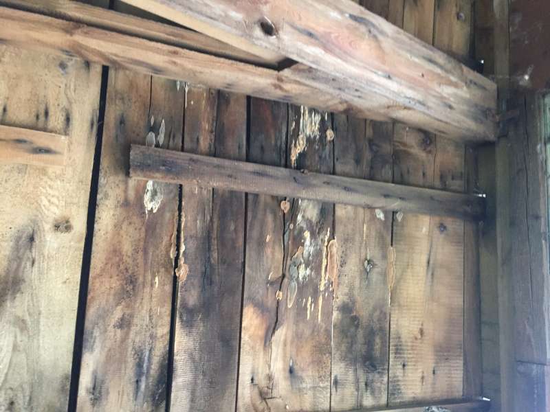 BAU.DE / BAU-Forum: 1. Bild zu Frage "Hausschwamm oder Porenschwamm? Erkennung, Unterschiede & Sanierung des Dachs" im BAU-Forum "Holzschutz, Holzschäden, Holzsanierung" BAU.DE / BAU-Forum: 1. Bild zu Frage "Hausschwamm oder Porenschwamm? Erkennung, Unterschiede & Sanierung des Dachs" im BAU-Forum "Holzschutz, Holzschäden, Holzsanierung"