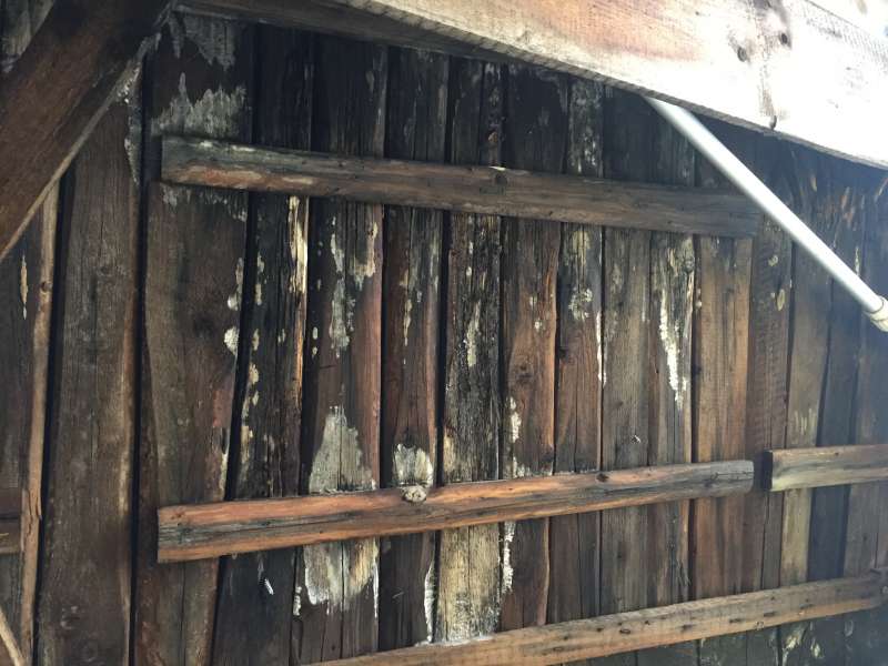 BAU.DE / BAU-Forum: 2. Bild zu Frage "Hausschwamm oder Porenschwamm? Erkennung, Unterschiede & Sanierung des Dachs" im BAU-Forum "Holzschutz, Holzschäden, Holzsanierung" BAU.DE / BAU-Forum: 2. Bild zu Frage "Hausschwamm oder Porenschwamm? Erkennung, Unterschiede & Sanierung des Dachs" im BAU-Forum "Holzschutz, Holzschäden, Holzsanierung"