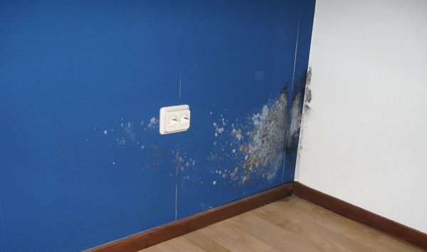 BAU.DE / BAU-Forum: 2. Bild zu Antwort "Schimmel an Wand: Ausmaß (60x90cm) und Tapetenzustand" auf die Frage "Schimmel an der Wand entfernen: Kosten, Risiken & wann ein Fachmann nötig ist?" im BAU-Forum "Modernisierung / Sanierung / Bauschäden" BAU.DE / BAU-Forum: 2. Bild zu Antwort "Schimmel an Wand: Ausmaß (60x90cm) und Tapetenzustand" auf die Frage "Schimmel an der Wand entfernen: Kosten, Risiken & wann ein Fachmann nötig ist?" im BAU-Forum "Modernisierung / Sanierung / Bauschäden"