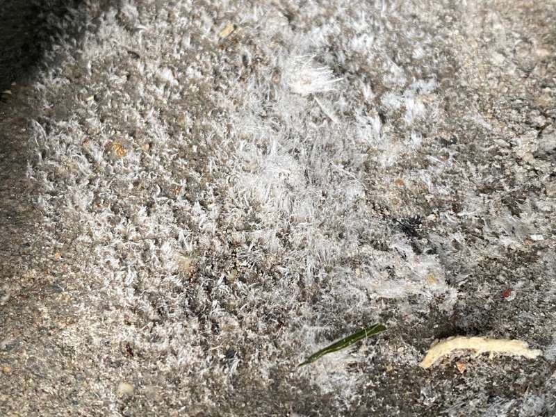 BAU.DE / BAU-Forum: 1. Bild zu Antwort "Schimmel oder Ausblühung? – Bildanalyse des Betonbodens" auf die Frage "Weiße Ablagerungen auf Betonboden in Garage: Ausblühungen, Schimmel oder etwas Anderes?" im BAU-Forum "Modernisierung / Sanierung / Bauschäden" BAU.DE / BAU-Forum: 1. Bild zu Antwort "Schimmel oder Ausblühung? – Bildanalyse des Betonbodens" auf die Frage "Weiße Ablagerungen auf Betonboden in Garage: Ausblühungen, Schimmel oder etwas Anderes?" im BAU-Forum "Modernisierung / Sanierung / Bauschäden"
