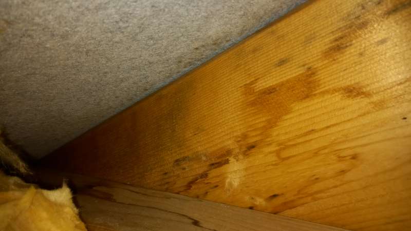 BAU.DE / BAU-Forum: 2. Bild zu Frage "Tauwasser unter Unterspannbahn trotz Dämmung/Dampfbremse: Ursachen, Lösungen & Gutachter?" im BAU-Forum "Modernisierung / Sanierung / Bauschäden" BAU.DE / BAU-Forum: 2. Bild zu Frage "Tauwasser unter Unterspannbahn trotz Dämmung/Dampfbremse: Ursachen, Lösungen & Gutachter?" im BAU-Forum "Modernisierung / Sanierung / Bauschäden"