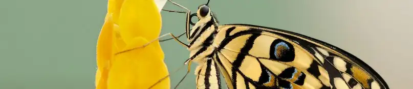 Schutzmaßnahmen gegen Insekten - wie die Quälgeister draußen bleiben Schutzmaßnahmen gegen Insekten - wie die Quälgeister draußen bleiben