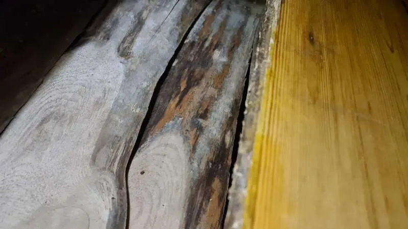 BAU.DE / BAU-Forum: 3. Bild zu Frage "Geruch und Verfärbung Holzdiele" im Forum "Holzschutz, Holzschäden, Holzsanierung" BAU.DE / BAU-Forum: 3. Bild zu Frage "Geruch und Verfärbung Holzdiele" im Forum "Holzschutz, Holzschäden, Holzsanierung"