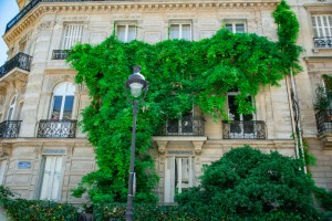 Grüne Fassaden gestalten: Verwandeln Sie Ihre Hauswand in eine blühende Oase - Bild: Daphné Be Frenchie / Unsplash Grüne Fassaden gestalten: Verwandeln Sie Ihre Hauswand in eine blühende Oase - Bild: Daphné Be Frenchie / Unsplash